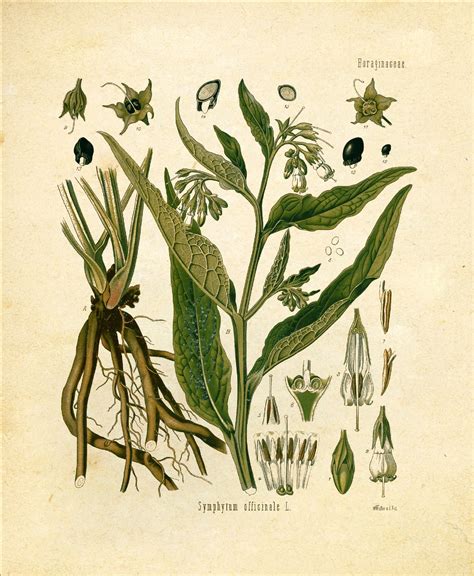 Botanical Prints Medicinal Healing Herbs Set Of 5 8x10 Unframed Etsy