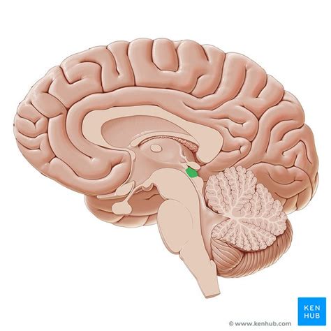 Superior Colliculus Anatomy And Function Kenhub