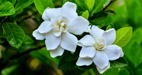 What Does Gardenia Smell Like Plus Top Fragrances