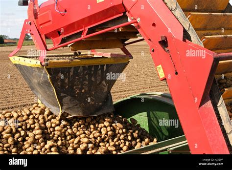 Elevator Of A Potato Harvester Loading A Trailer With Potatoes Stock