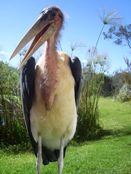 Stork Cape Town Guy Flickr