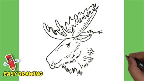 Moose Head Easy Line Drawings How To Draw Step Moose Head By Step