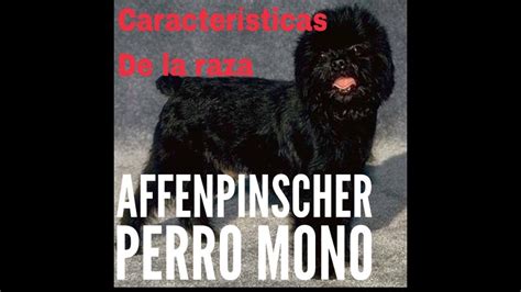 Cuántas horas de ejercicio necesita un Affenpinscher Blog de ADOPTA