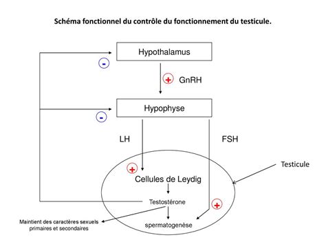 Schéma fonctionnel du contrôle du fonctionnement du testicule ppt