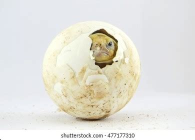 Baby Tortoise Hatching Africa Spurred Tortoise Stock Photo 477177310 ...