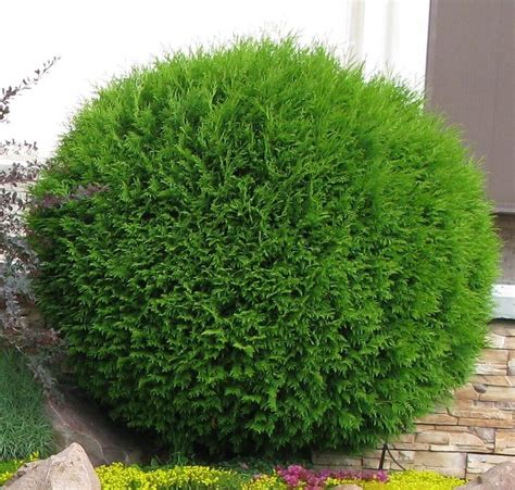 Velika Okrugla Tuja Thuja Occidentalis Globosa 80 Cm Rasadnik Ševar