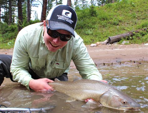 Bull Trout Western Montana Fish Species The Missoulian Angler Fly Shop