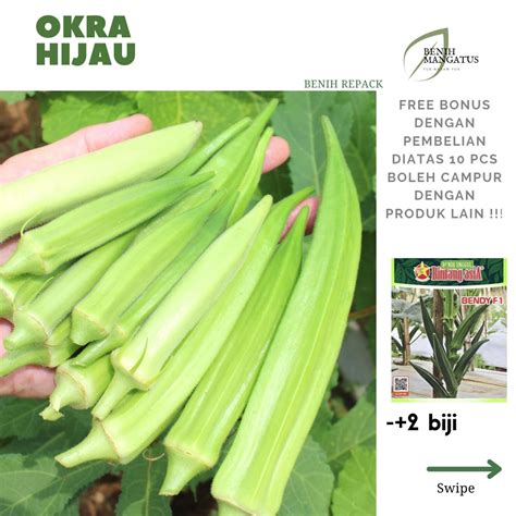 Jual A 39 Benih OKRA HIJAU 2 BIJI Tanaman Sayuran HIDROPONIK MURAH