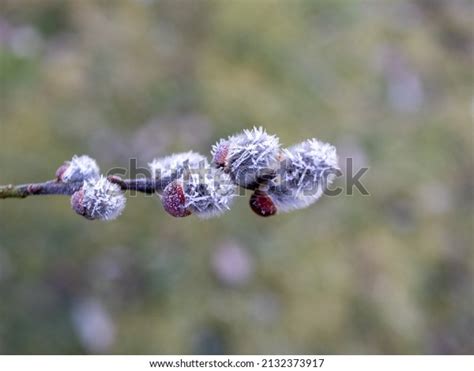 Pussy Willow Ice Crystals Frost Spring Stock Photo 2132373917 Shutterstock