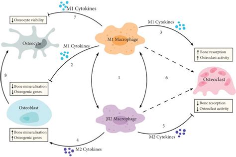 Schematic Diagram Shows The Relationship Between M1 Macrophages M2