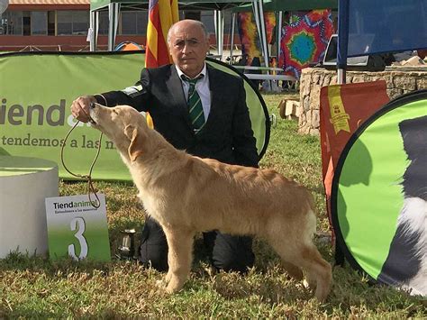 Noticias Tribergold Golden Retrievers Y Bich N Malt S Mallorca