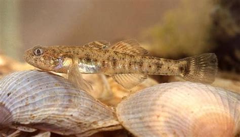 Species Profile Caucasian Dwarf Goby