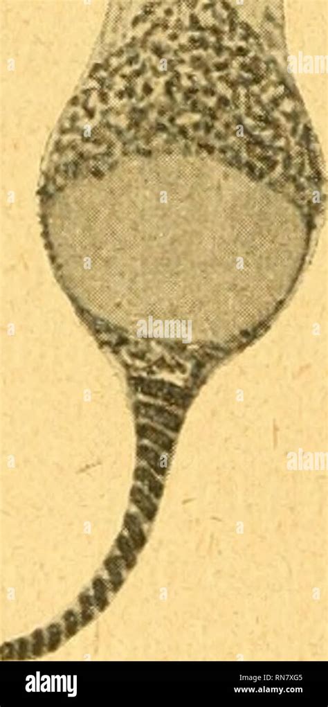 Anatomischer Anzeiger L Anatomie L Anatomie Compar E Comparatif