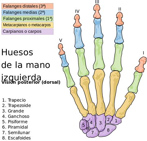 Nombres De Los Dedos E Imagenes Ilustrativas Biblioteca De Nombres