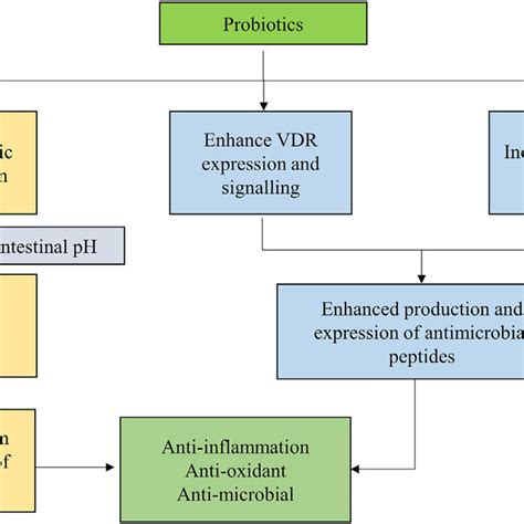 Explicit The Probable Combined Synergistic Effect Of Probiotics With