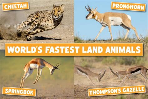 The Fastest Land Animals In The World: List, Pictures & Facts