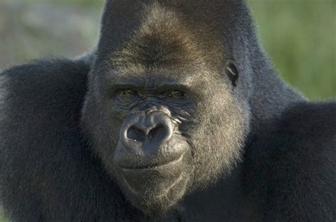 Imagem ‘sorridentes Eles Surpreendem Os Fotógrafos © Joel Sartore