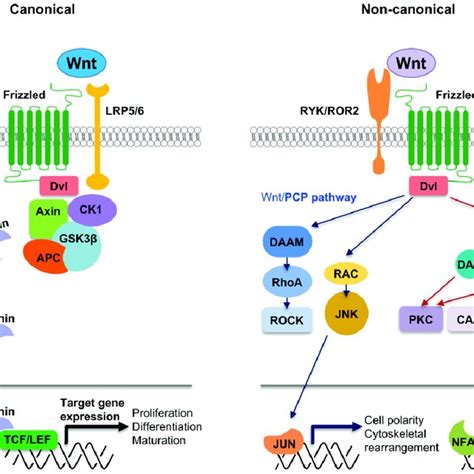 The Canonical And Non Canonical Wnt Signaling Pathways In The Download Scientific Diagram