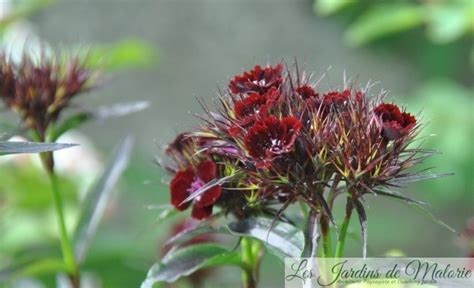 Oeillet Barbu Dianthus Barbatus Sooty Les Jardins De Malorie