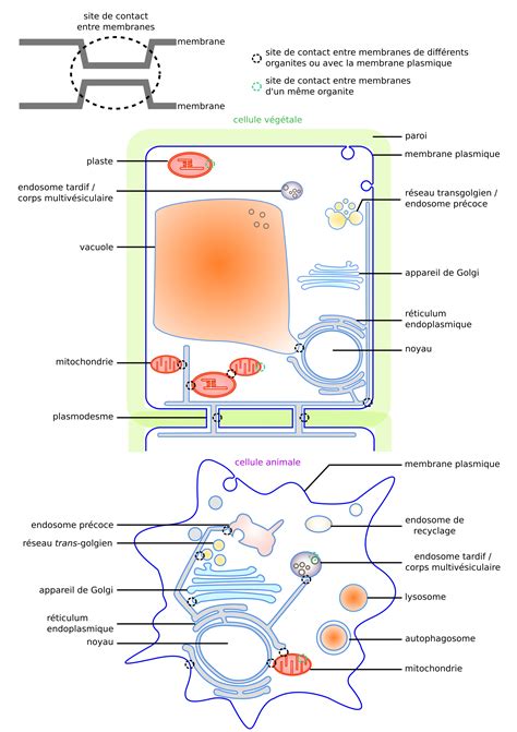 ECHANGES CELLULAIRESpdf