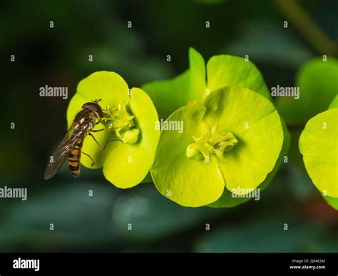 Female UK Marmalade Hoverfly Episyrphus Balteatus Nectaring On The