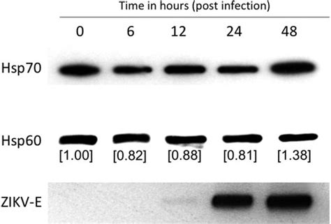 Full Article Heat Shock Protein 70 Hsp70 Mediates Zika Virus Entry