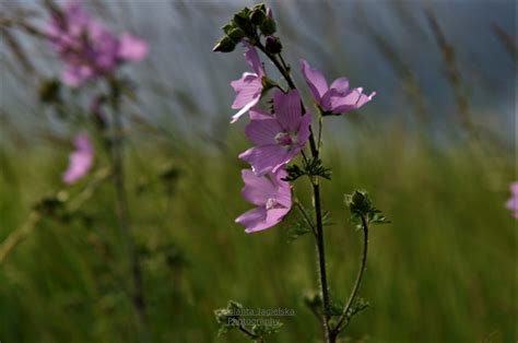 DSC 6151 Nature Poland Jolanta Jagielska Flickr