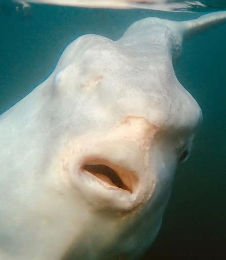 VÍDEO Remador flagra peixe gigante debaixo da prancha e cena impressiona