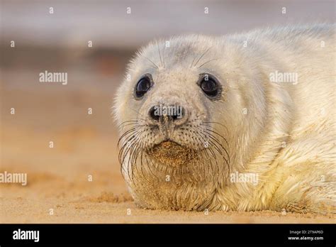 Cutest Seal Pup Hi Res Stock Photography And Images Alamy