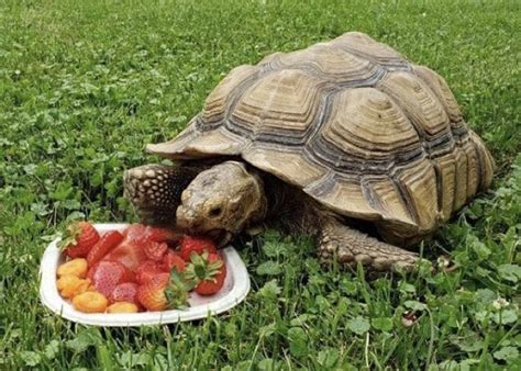 African Spurred Tortoise | Friends of the Baraboo Zoo