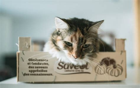 Россельхознадзор сохранил возможность поставки кормов из ЕС | ИА ...