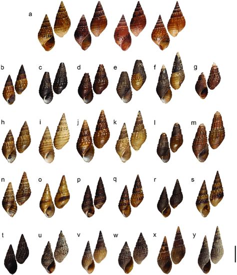 Shells Of Tarebia Granifera Lamarck 1816 From Timor And Thailand A Download Scientific