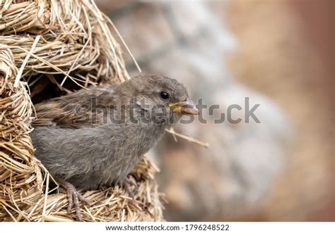 8,160 Sparrow Nest Stock Photos, Images & Photography | Shutterstock