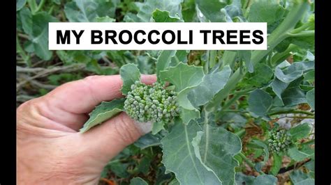 How To Grow Broccoli Trees Tips Growing In My Woodchip Garden Big