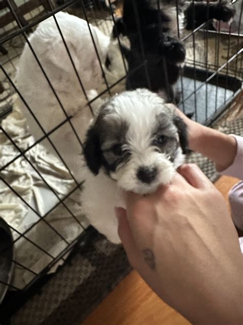Poodle Mini - Hillside - PetsForHomes