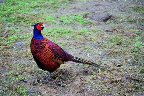 Pheasant Shooting Tips How To Improve Your Technique Pheasant