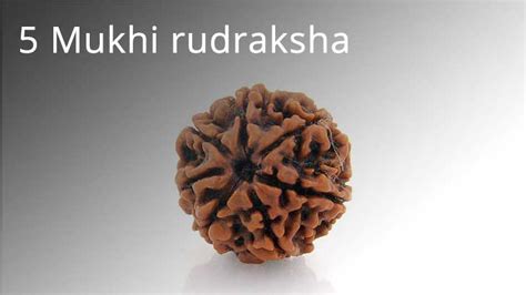 Benefits Of Wearing 5 Mukhi Rudraksha Benefits Of 2 Mukhi Rudraksha