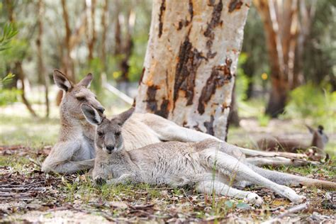 AUSTRALIE Où voir des kangourous en liberté