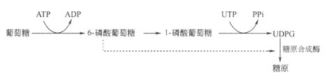 代谢的调节解读生命化学挂云帆