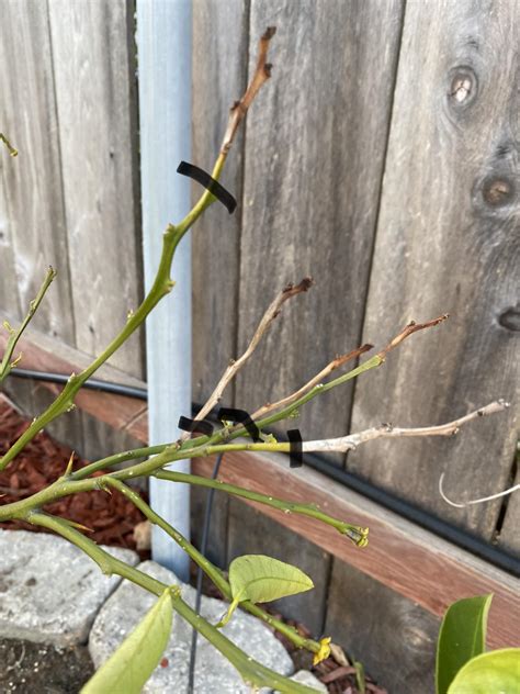 Does any know why my golden nugget branch is dying off like this ? Tree