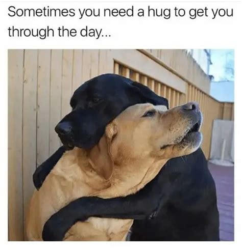 20 Need a Hug Meme to Warm You Up – SheIdeas