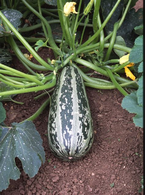 Marrow Summer Squash Planting Vegetables Summer Squash Pumpkin