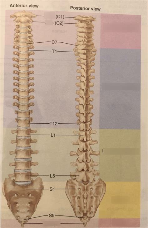 Anatomy Bone Practicum Vertebrae Vertebral Columns Diagram Quizlet