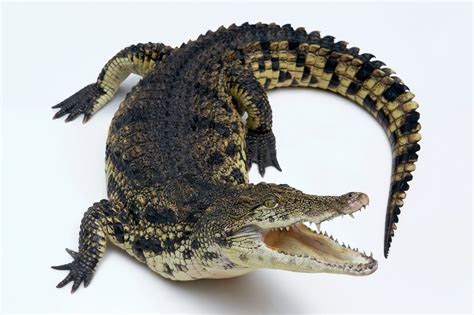 Nile Crocodile Crocodylus Niloticus Joel Sartore