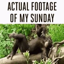 Actual Footage Sunday GIF - Actual Footage Sunday Chilling - Discover ...