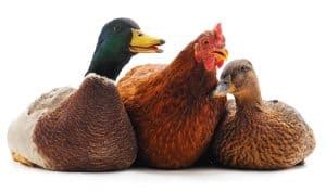 7 Tips For Raising Ducks With Chickens | Chickens And More