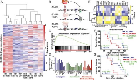 Histone H33 G34 Mutations Promote Aberrant Prc2 Activity And Drive