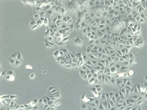 Mcf 7 Cells