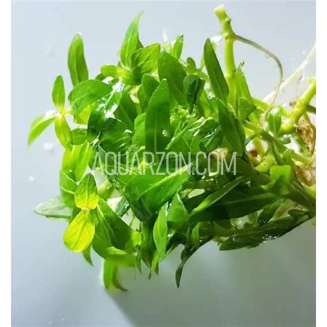 Live Foreground Aquarium Plants For Sale Online In Australia