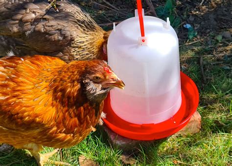 Heated Chicken Waterer What S Best For Your Flock The Happy Chicken